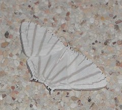 Urapteroides astheniata