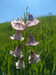 Fritillaria striata