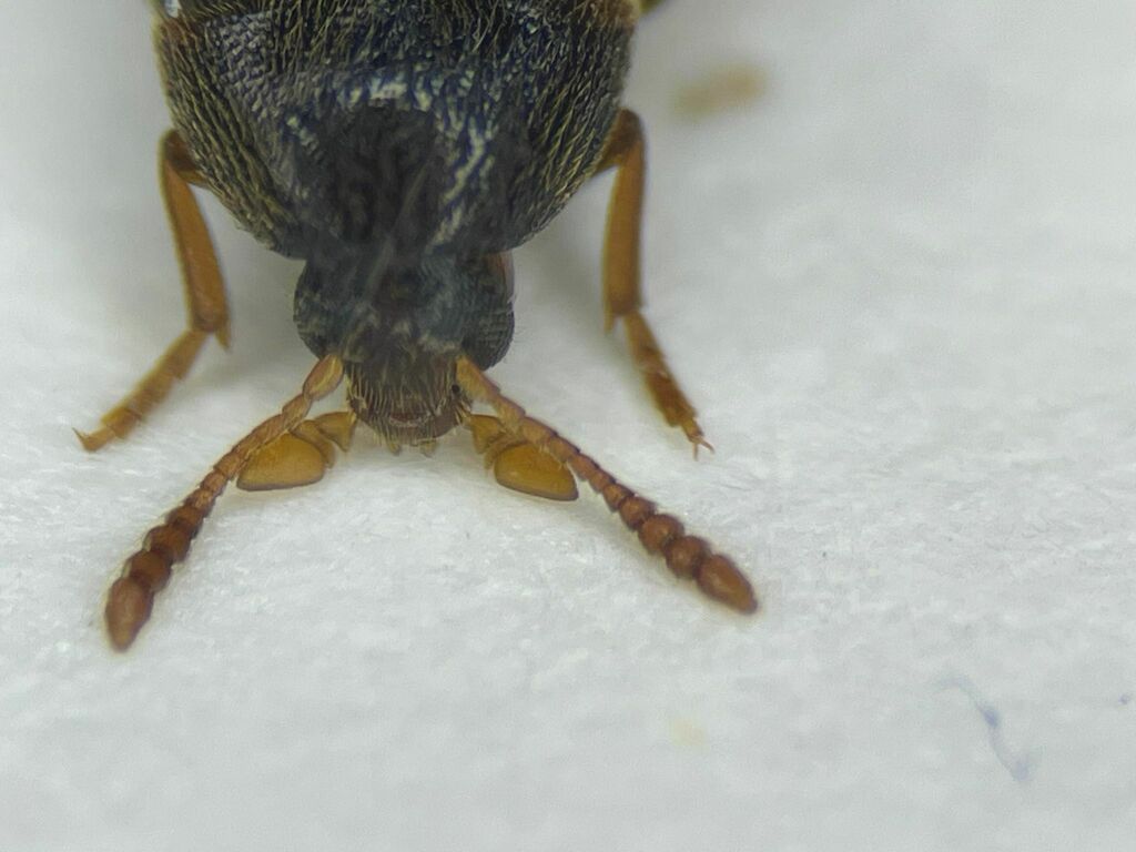 Knife-like False Darkling Beetle