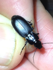 Pterostichus californicus