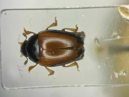 Tritoma mimetica photo 2