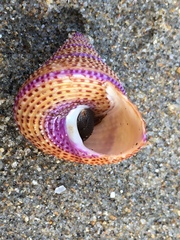 Calliostoma annulatum