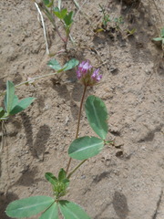 Trifolium ciliolatum
