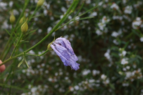 Image of Alyogyne hakeifolia by (c) Greg Tasney, some rights reserved (CC BY-SA)