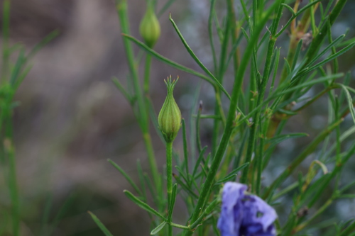 Image of Alyogyne hakeifolia by (c) Greg Tasney, some rights reserved (CC BY-SA)