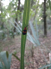 Calopteron discrepans