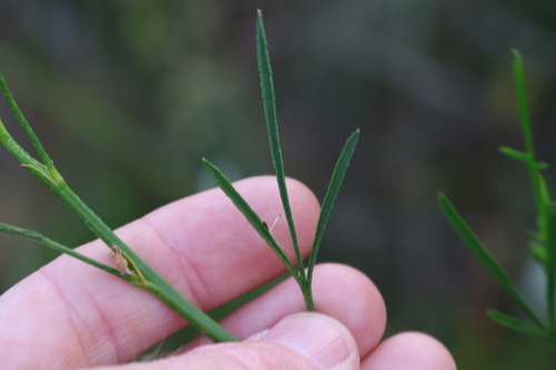 Image of Alyogyne hakeifolia by (c) Greg Tasney, some rights reserved (CC BY-SA)