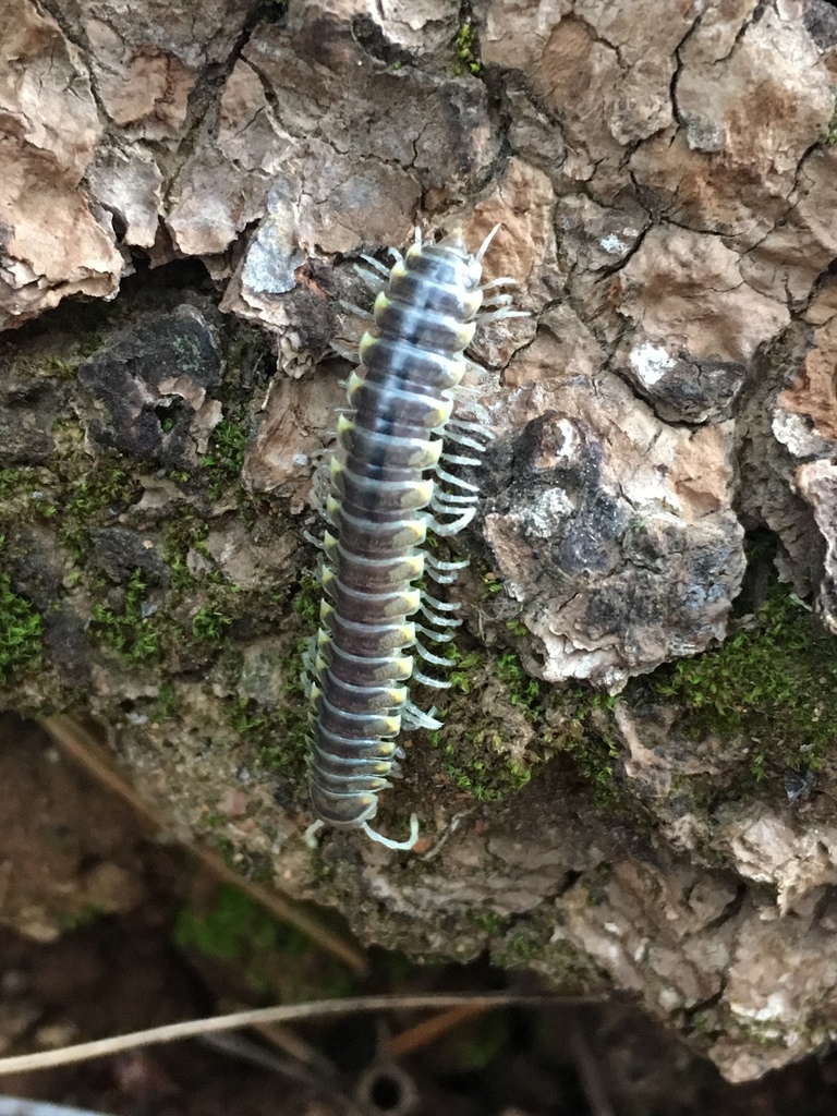 Xystocheir brachymacris