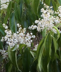 Miconia affinis