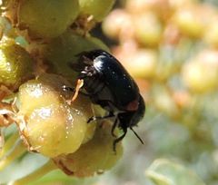 Saxinis saucia