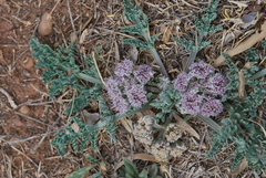 Vesper montanus