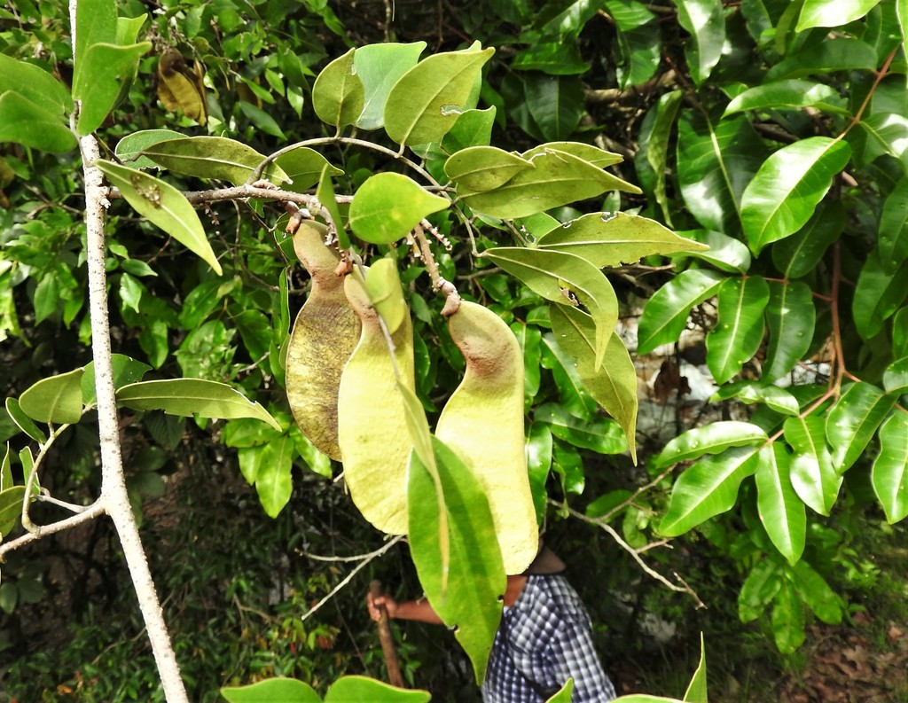 Machaerium arboreum