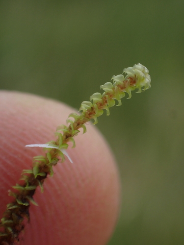 Image of Paludella squarrosa by no rights reserved