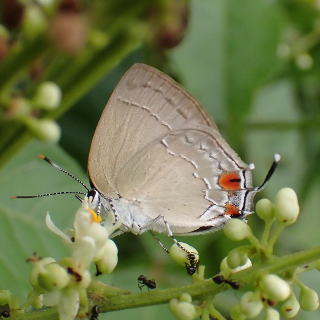 Strephonota jactator