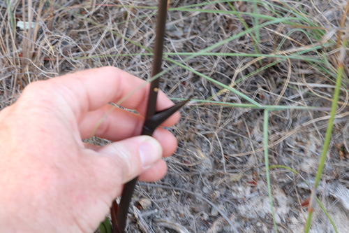 Image of Haemodorum spicatum by (c) Greg Tasney, some rights reserved (CC BY-SA)