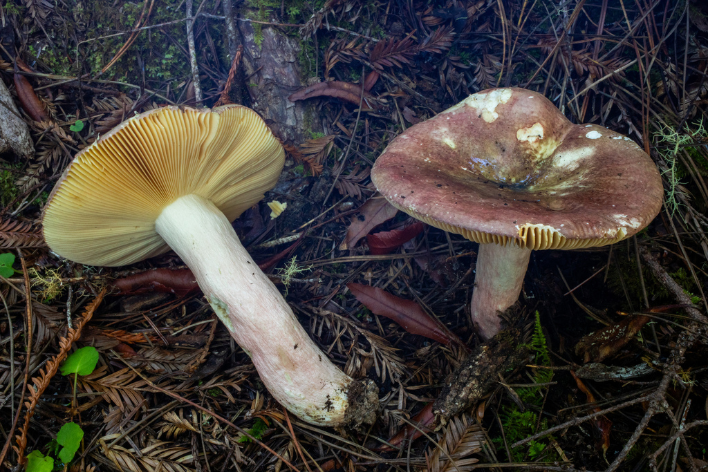 Russula smithii