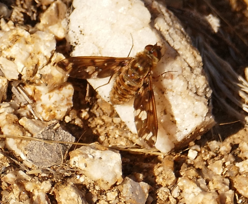 Poecilanthrax poecilogaster
