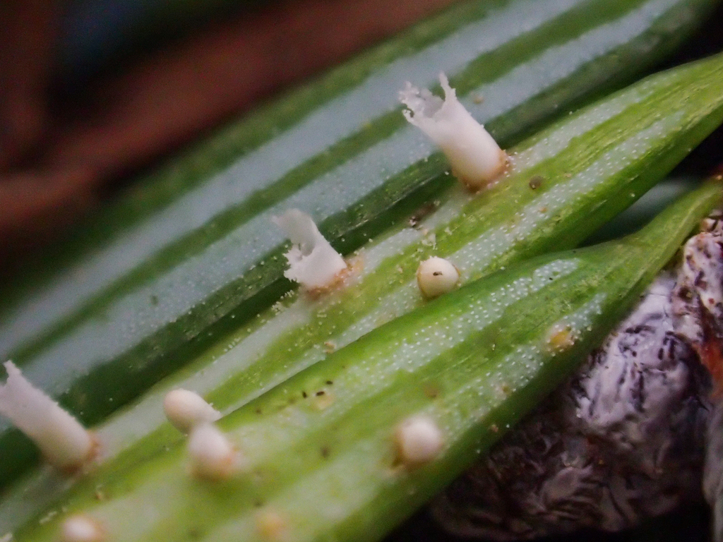 Uredinopsis sp. 'CA01'