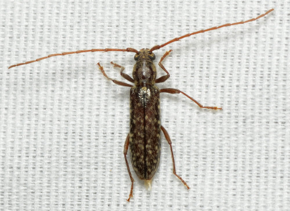 Anelaphus pumilus