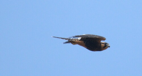 Aplomado Falcon