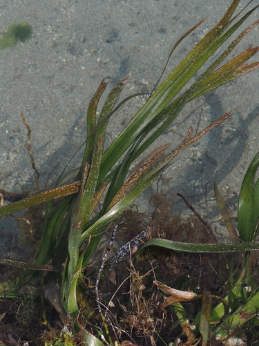 Image of Enhalus acoroides by (c) desertnaturalist, some rights reserved (CC BY)