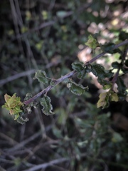 Ceanothus foliosus foliosus