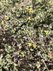 Ceanothus foliosus foliosus