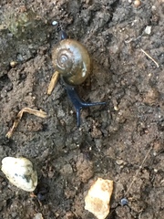 Oxychilus draparnaudi