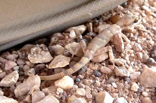 Natterer's Pigmy Gecko, Tropiocolotes nattereri