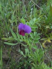 Vicia sativa nigra