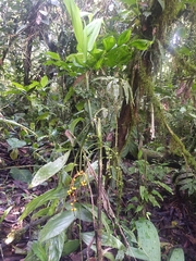 Chamaedorea pinnatifrons