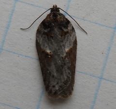 Acleris busckana