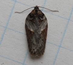 Acleris busckana