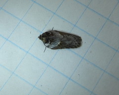 Acleris busckana