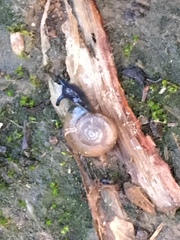 Oxychilus draparnaudi