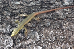 Fiji Green Emo Skink photo 3