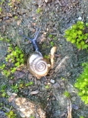 Oxychilus draparnaudi