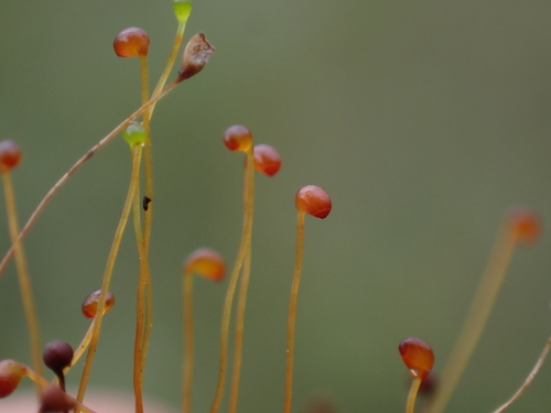 Image of Catoscopium nigritum by no rights reserved