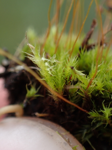 Image of Catoscopium nigritum by no rights reserved