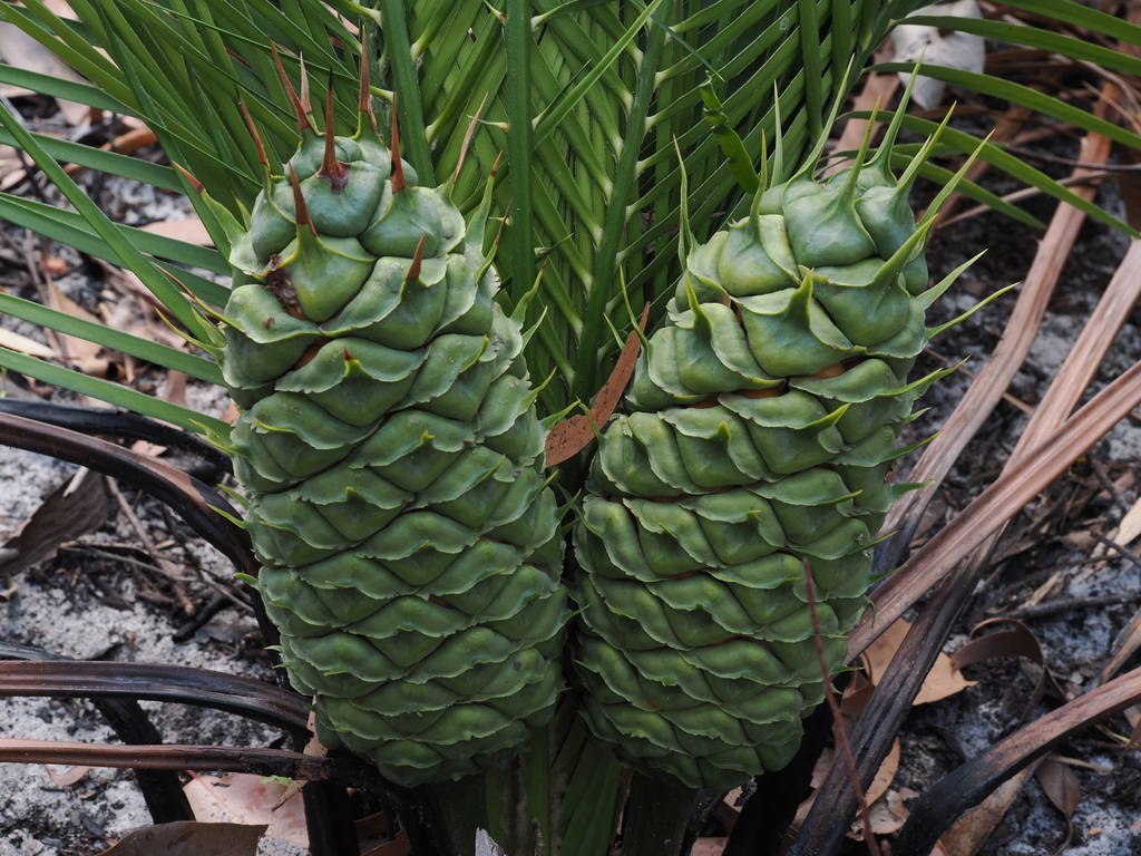 Macrozamia douglasii