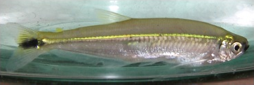 Piabucus melanostoma