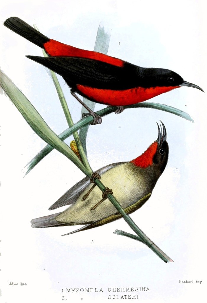 Rotuma Myzomela (Myzomela chermesina) photo