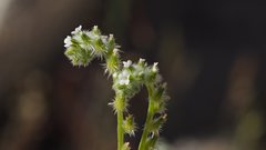 Cryptantha decipiens