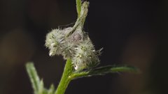 Cryptantha decipiens