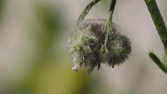 Cryptantha decipiens