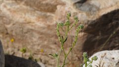 Cryptantha decipiens