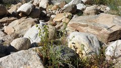 Cryptantha decipiens