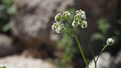 Cryptantha utahensis
