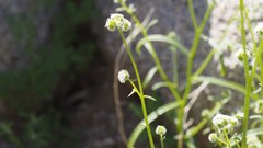 Cryptantha utahensis