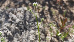 Cryptantha utahensis